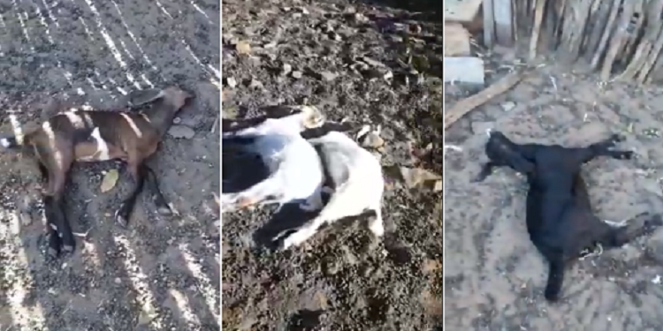 Animais são mortos a pauladas no interior do Piauí